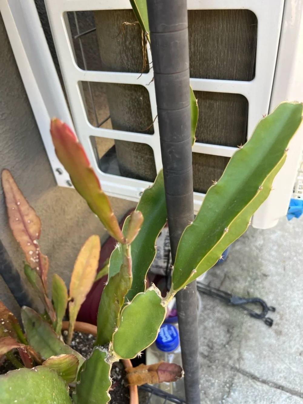 N/A healthy dragon